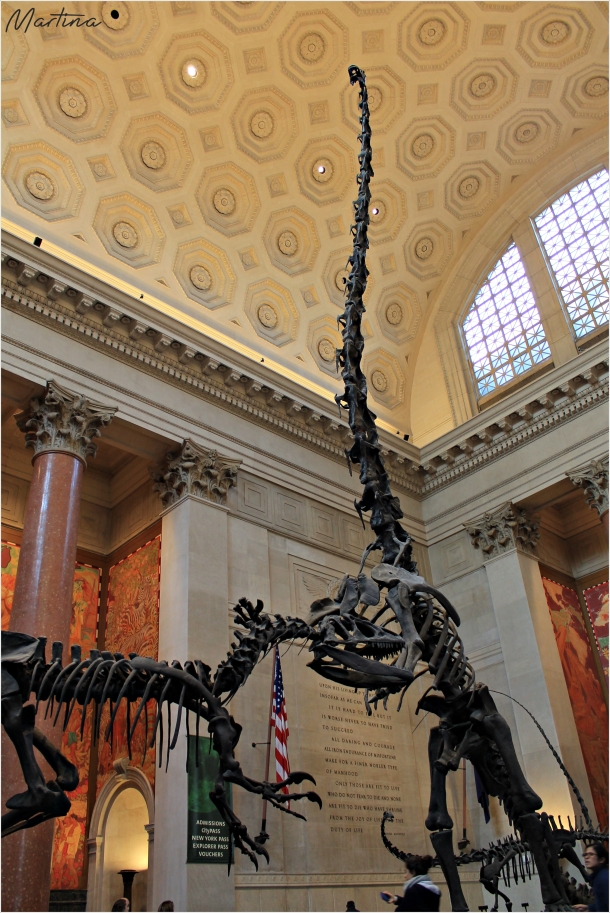 "...lo scheletro di una madre di Barosaurus intenta a proteggere il suo cucciolo dalle grinfie di un Allosaurus..."